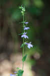 Pale spike lobelia